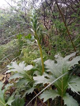 Image of Acanthus mollis subsp. platyphyllus Murb.