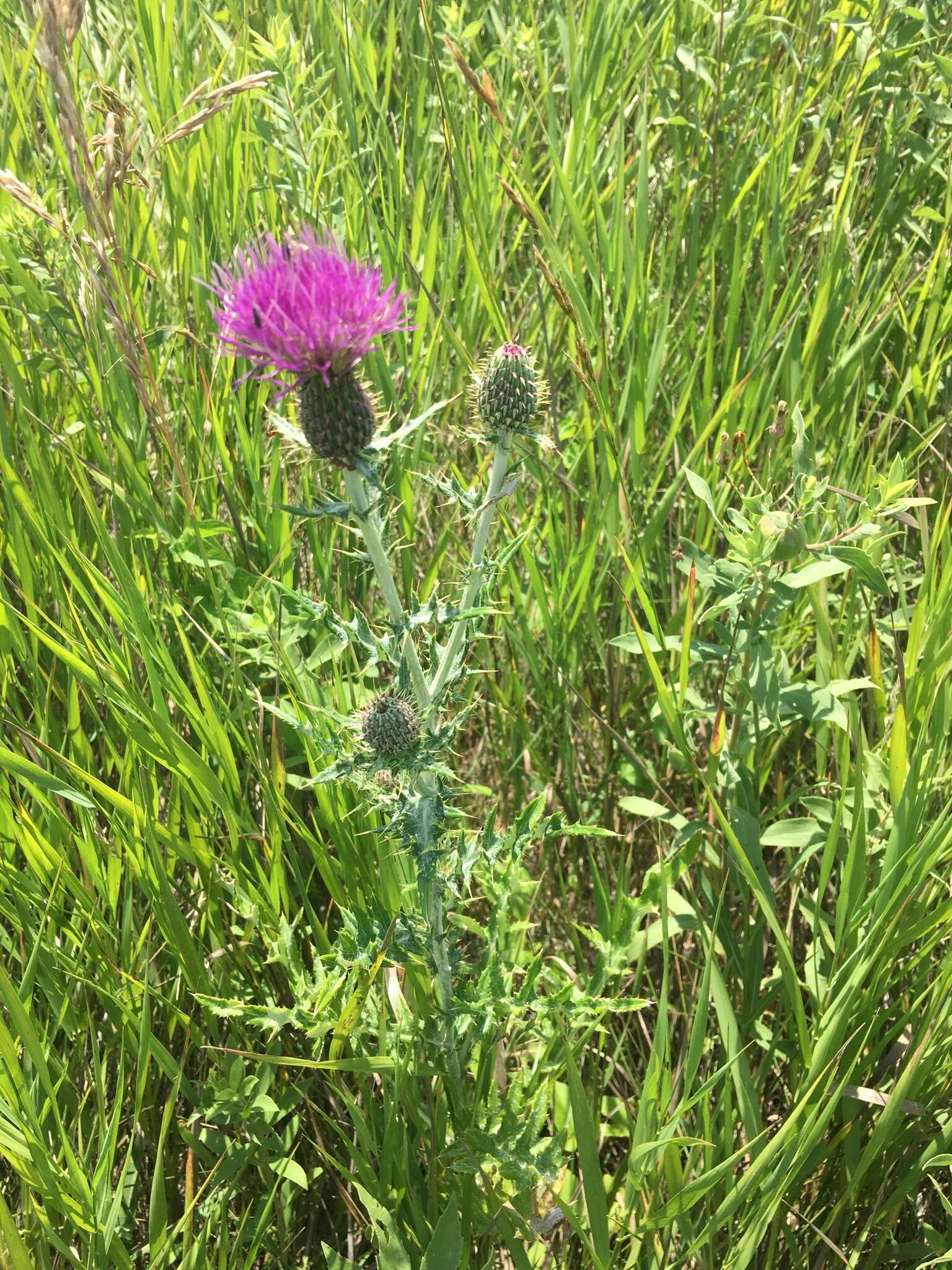 Image de Cirsium flodmanii (Rydb.) Arthur