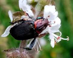 Image de Strigoderma sulcipennis Burmeister 1844