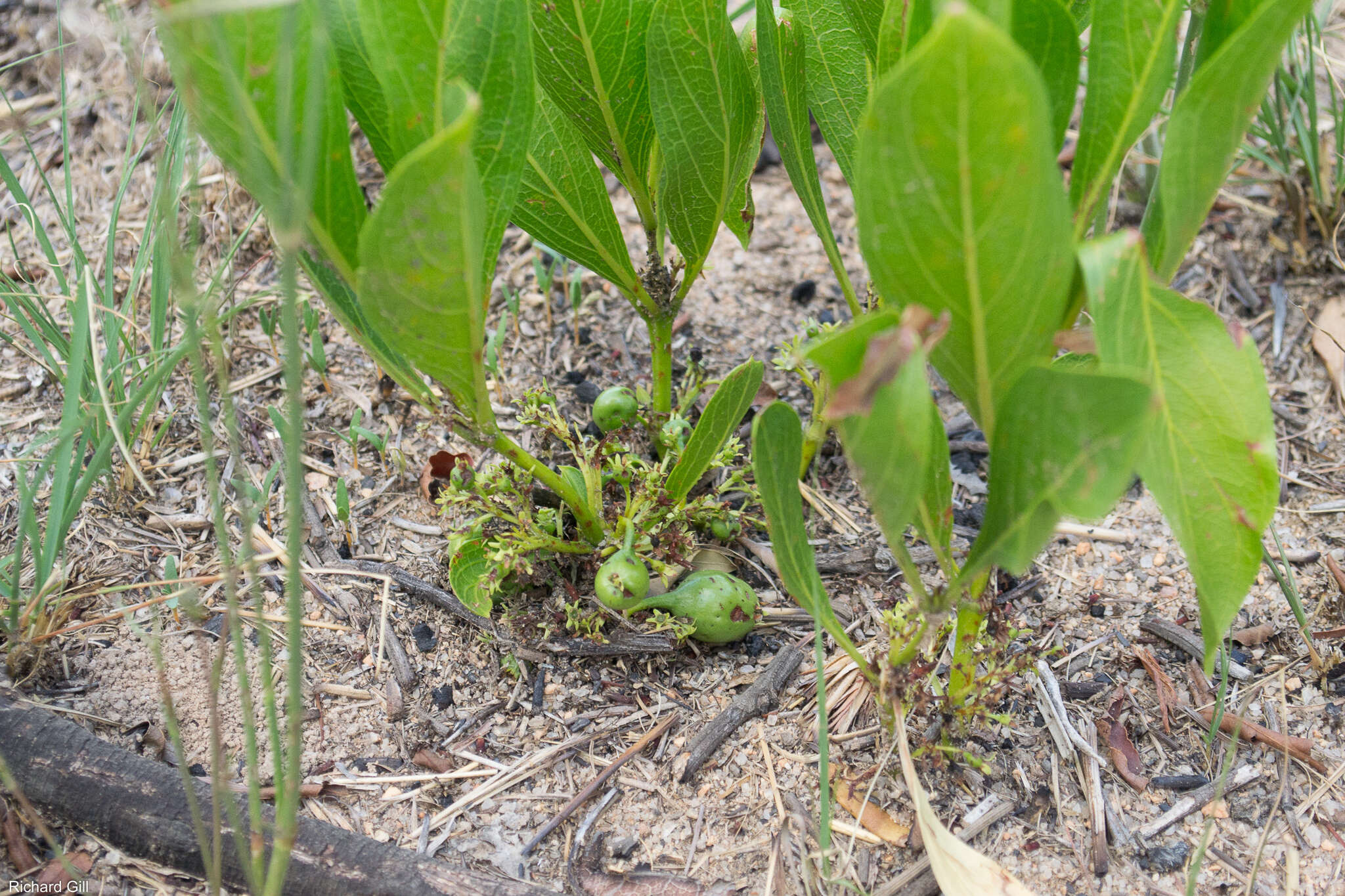 صورة Pygmaeothamnus zeyheri (Sond.) Robyns