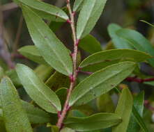 Image de Gaultheria appressa A. W. Hill