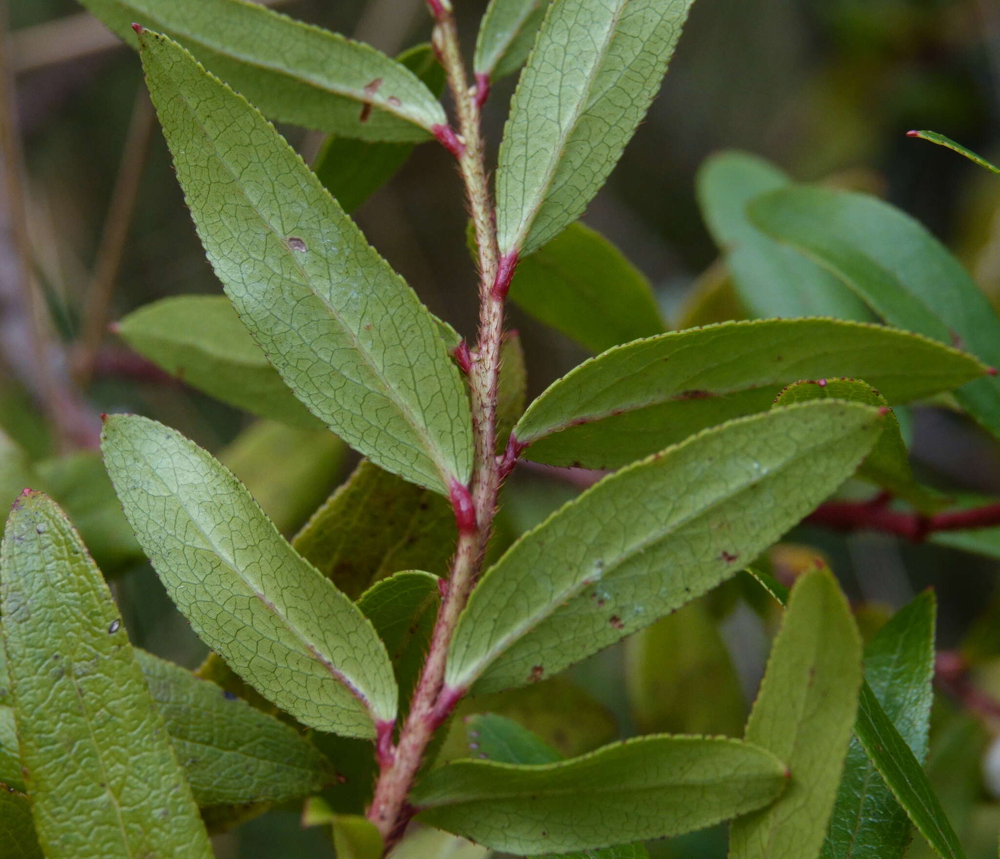 Image de Gaultheria appressa A. W. Hill