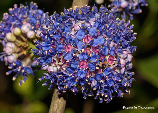 Image of Memecylon umbellatum Burm. fil.