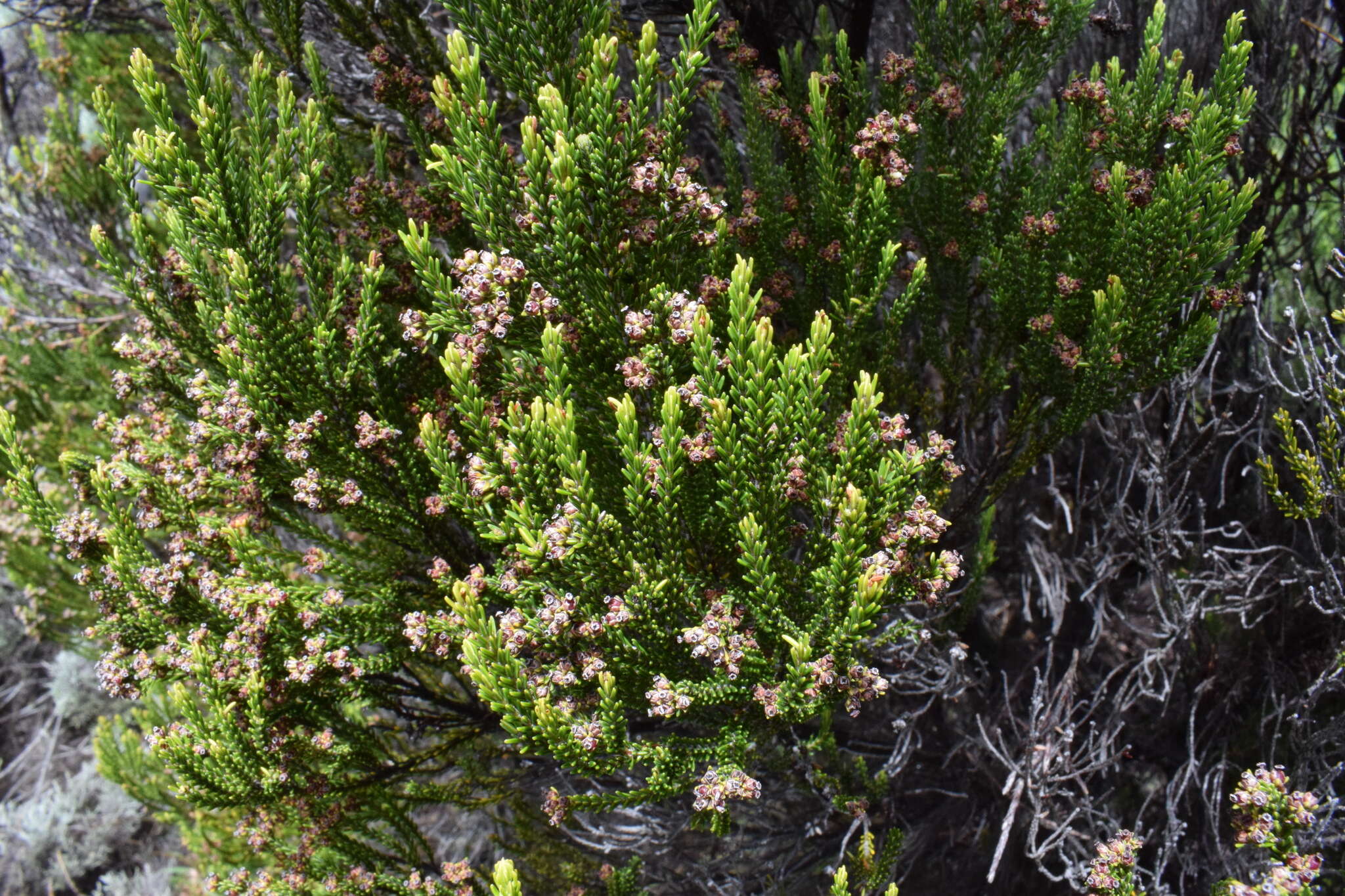 Plancia ëd Erica reunionensis E. G. H. Oliver