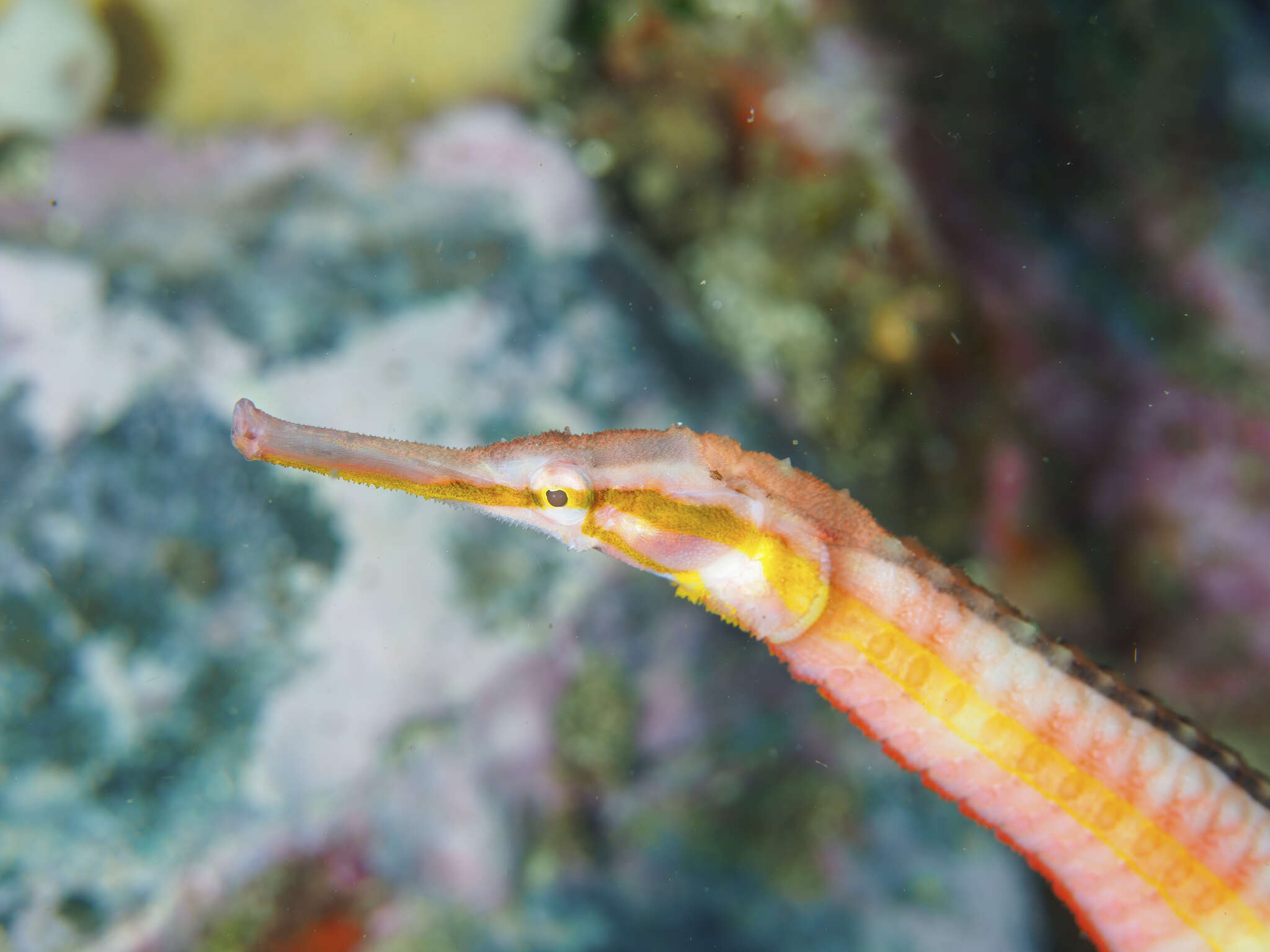 Image of Duncker&#39;s pipefish