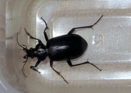 Imagem de Calosoma (Carabosoma) marginale Casey 1897