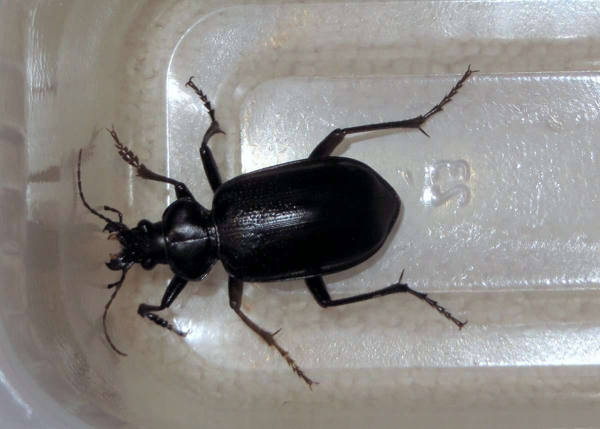 Слика од Calosoma (Carabosoma) marginale Casey 1897