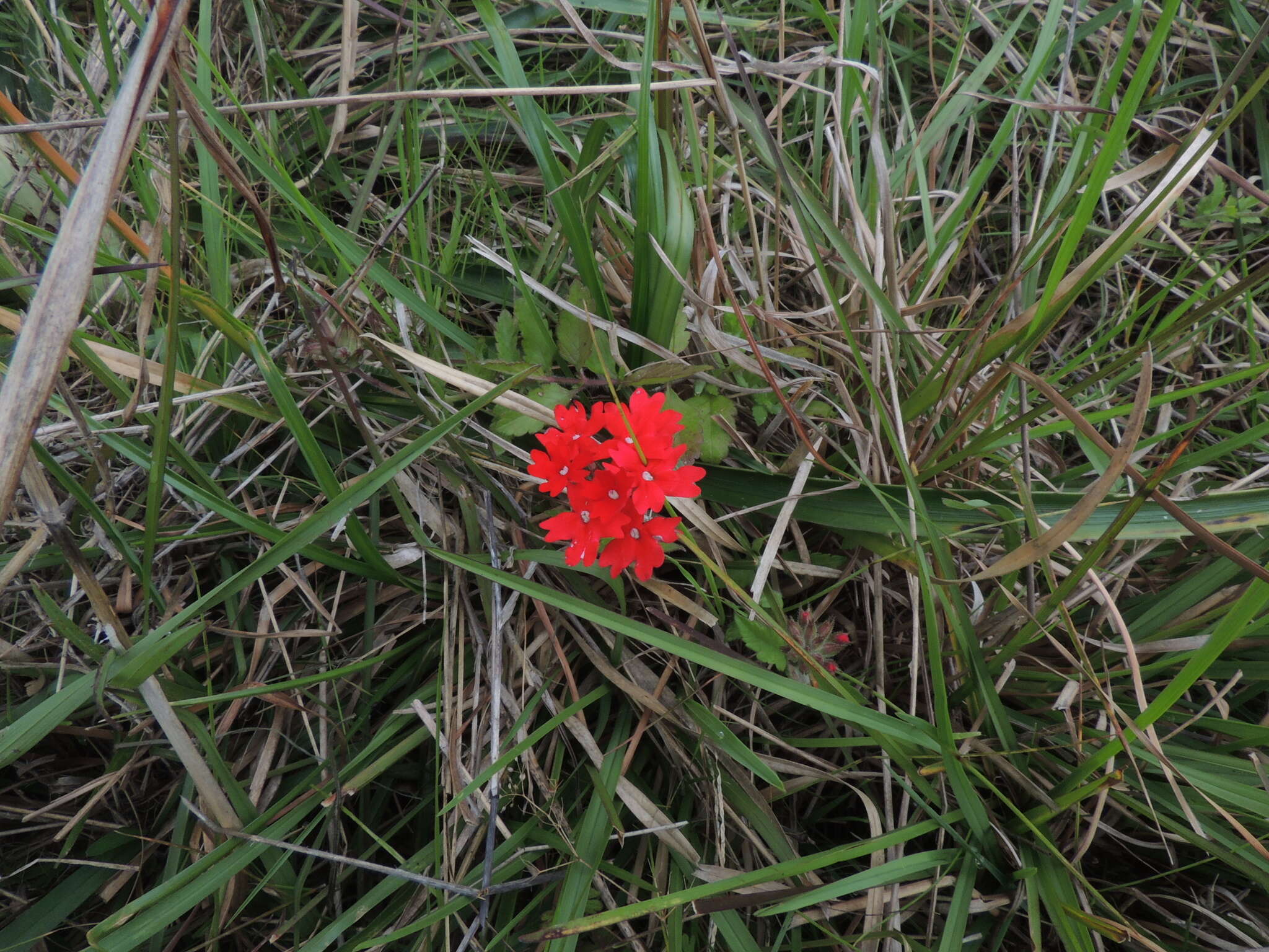 Image de Glandularia peruviana (L.) Small