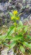 Plancia ëd Solidago virgaurea subsp. minuta (L.) Arcangeli