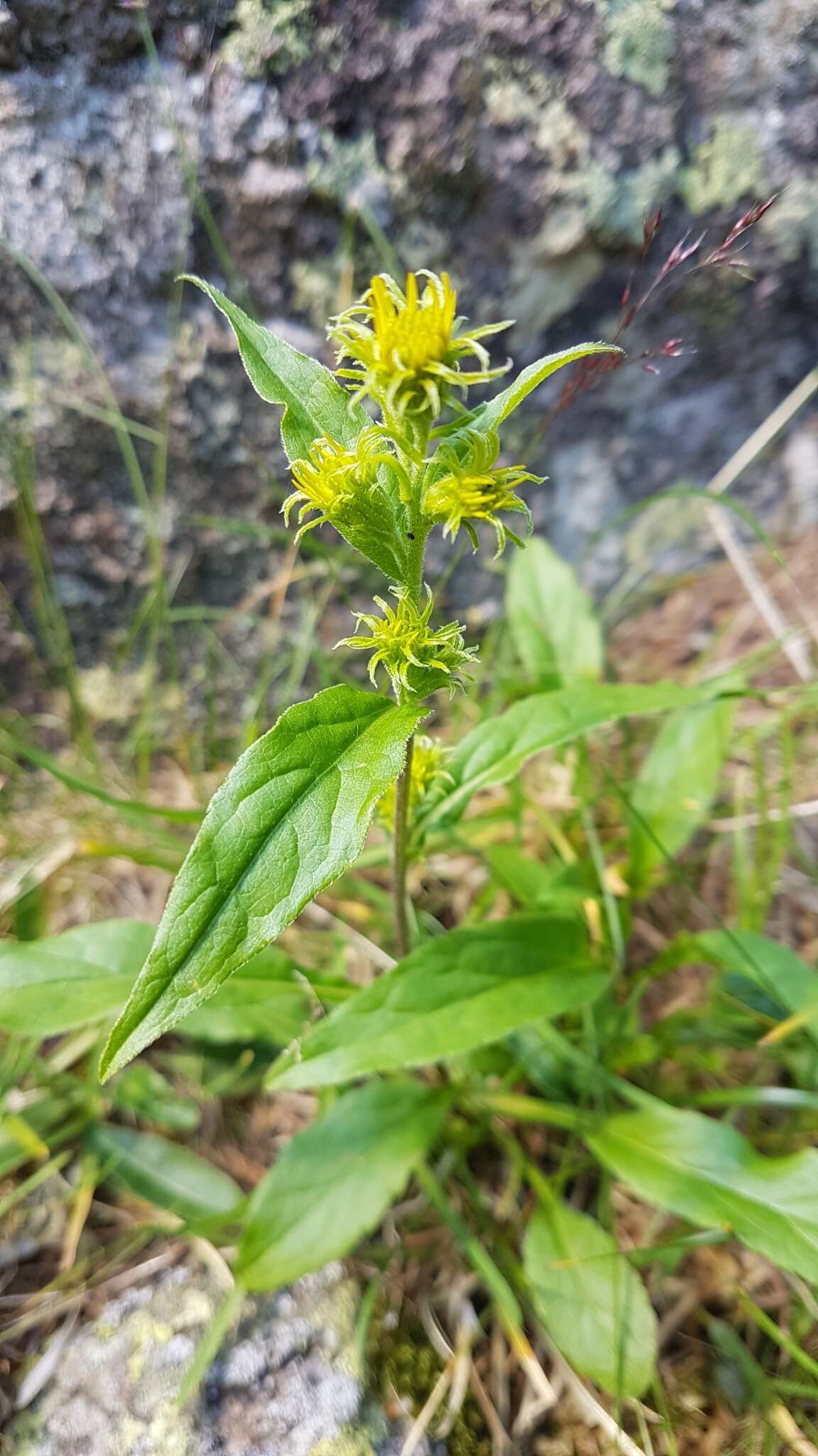 Image de Solidago virgaurea subsp. minuta (L.) Arcangeli