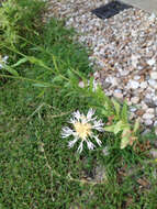 Image of Centaurea americana