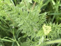 Image of Daucus muricatus (L.) L.