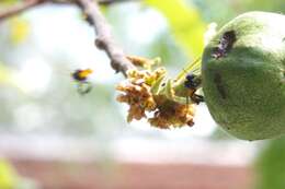 Image of Fox-colored Stingless Bee