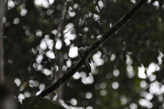 Image of Madagascar Paradise Flycatcher