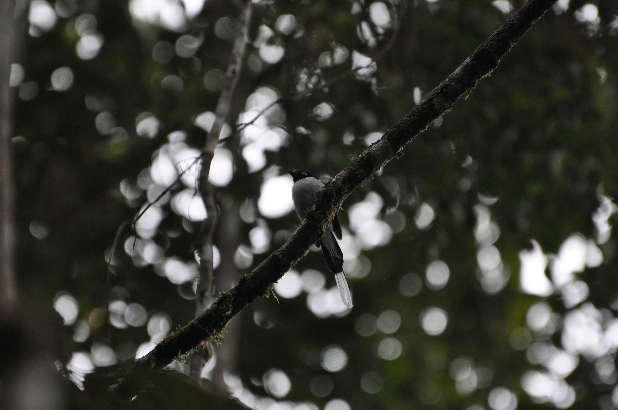 Image of Madagascar Paradise Flycatcher