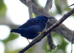 Image of Purple Honeycreeper