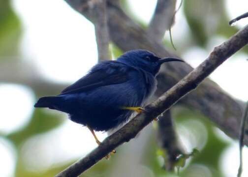 Image of Purple Honeycreeper