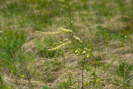 صورة Spiraea hypericifolia L.