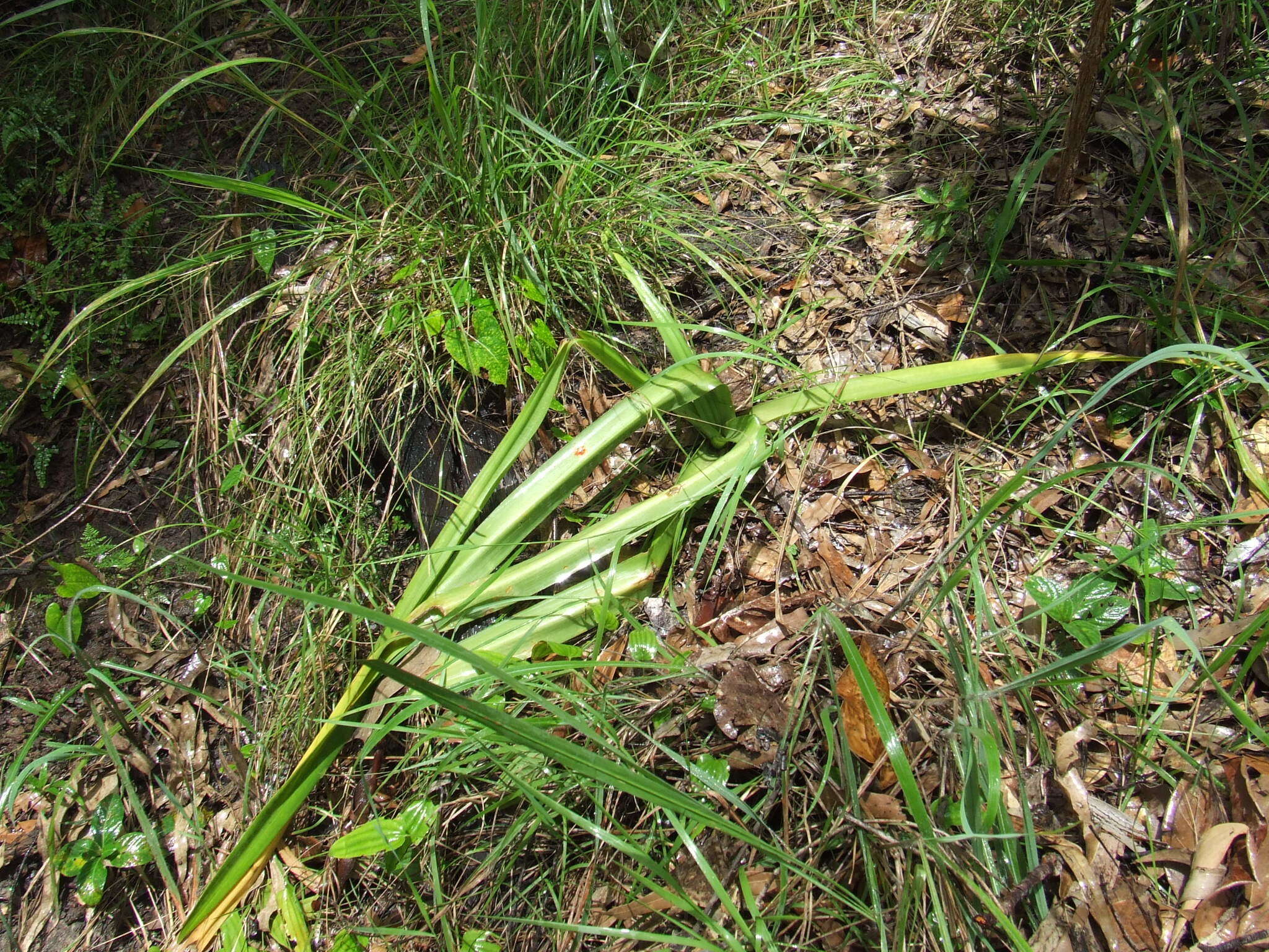 Image of Crinum arenarium Herb.