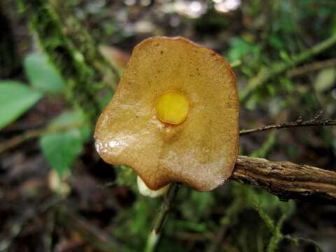 Aristolochia singalangensis Korthals ex Ding Hou的圖片