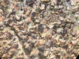 Image of clypeococcum lichen