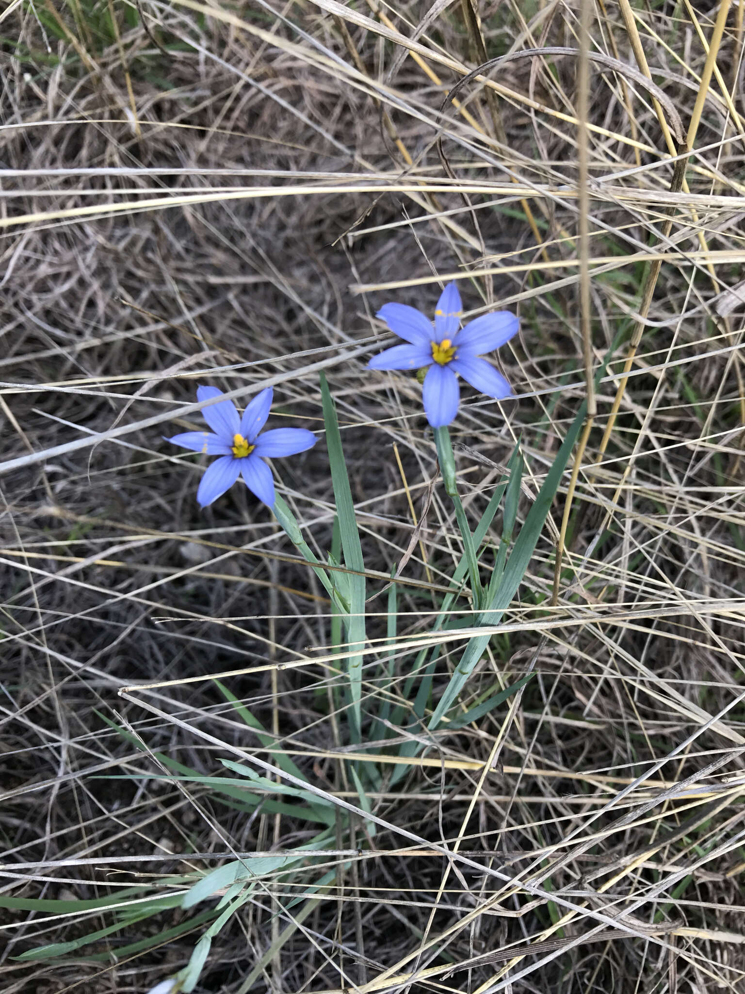 Sisyrinchium ensigerum E. P. Bicknell的圖片