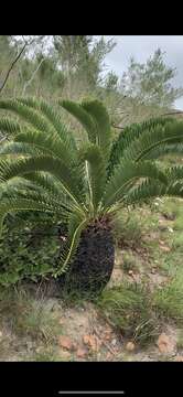 Image of Suurberg Cycad