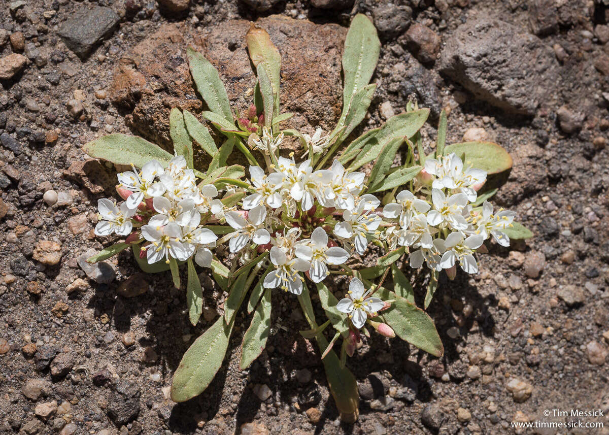 Eremothera nevadensis (Kellogg) W. L. Wagner & Hoch resmi