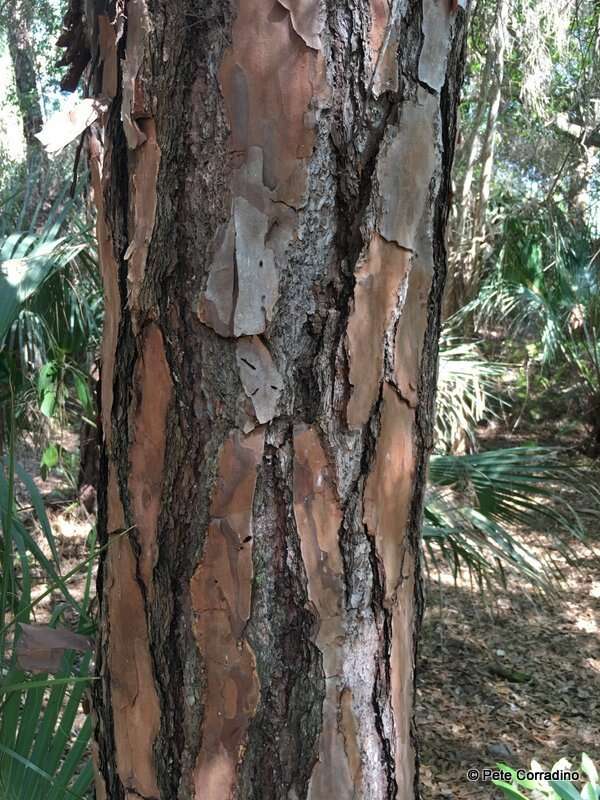 Image of Slash Pine