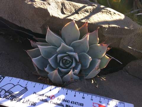 Image of Echeveria cuspidata Rose ex Britton & Rose