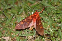 Imagem de Elysius cingulata Walker 1856