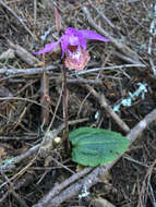 Image of fairy slipper