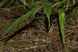 Image of Steindachner's Robber Frog; ra-da-mata