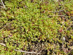 Image of Montia arvensis Wallr.