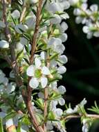 Sivun Leptospermum juniperinum Sm. kuva