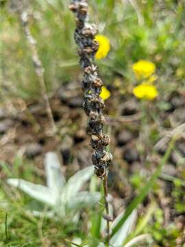 Image of spiked speedwell