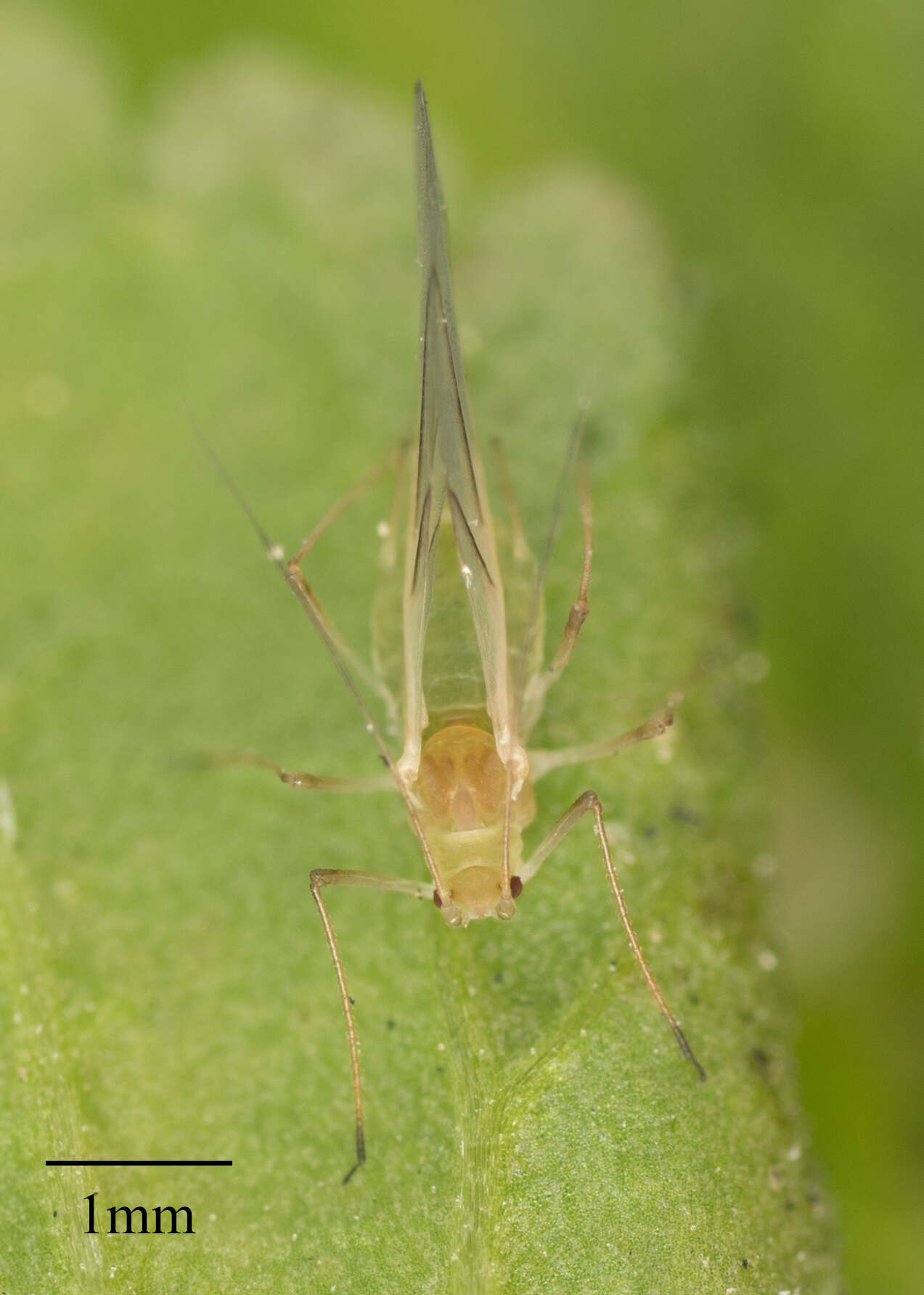 Image of Aphid