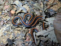 Image of Banded Malaysian Coral Snake