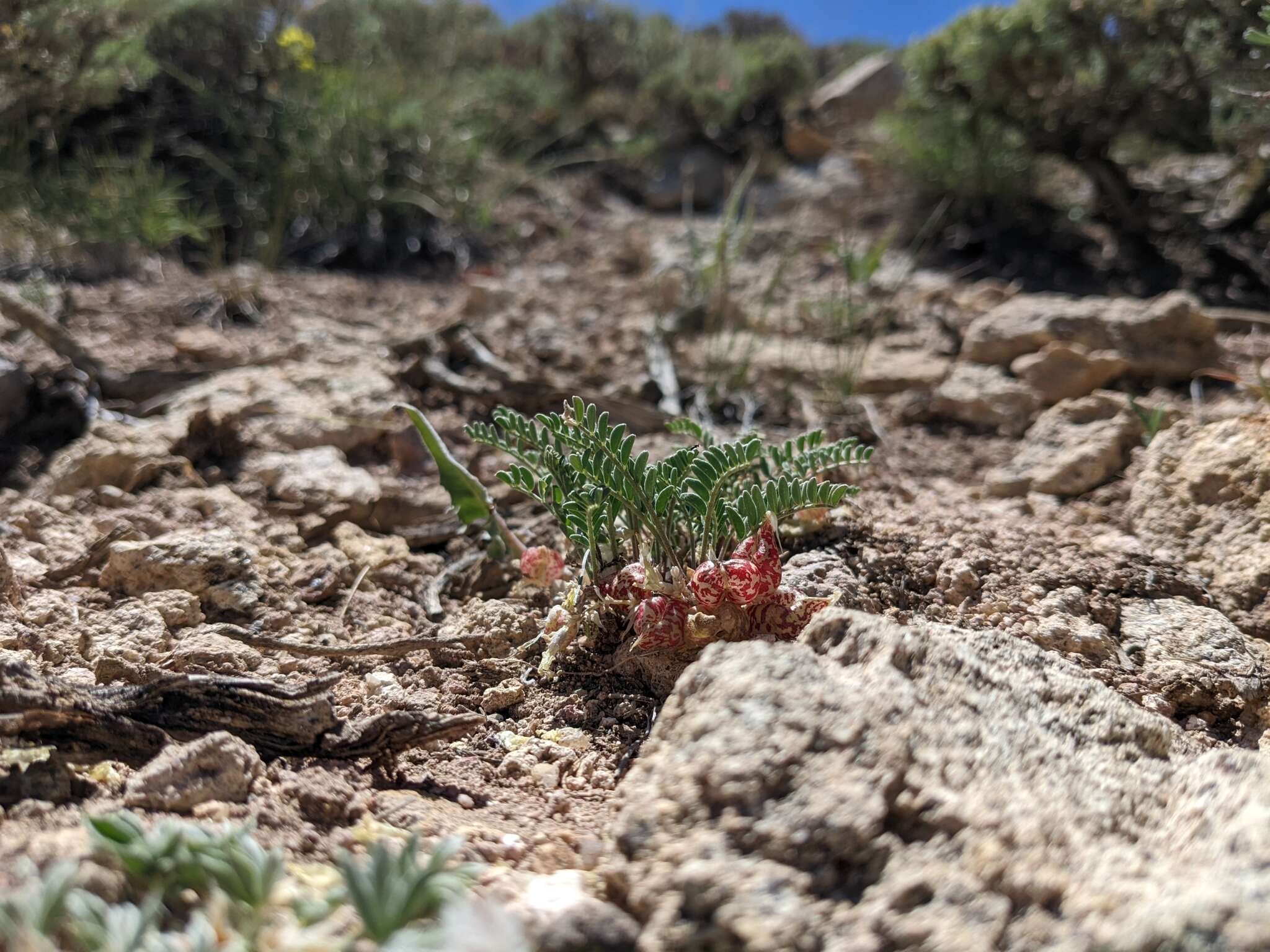 Image of freckled milkvetch