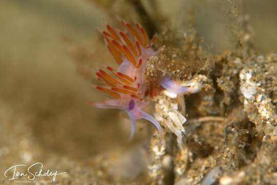 Coryphellina poenicia (Burn 1957) resmi