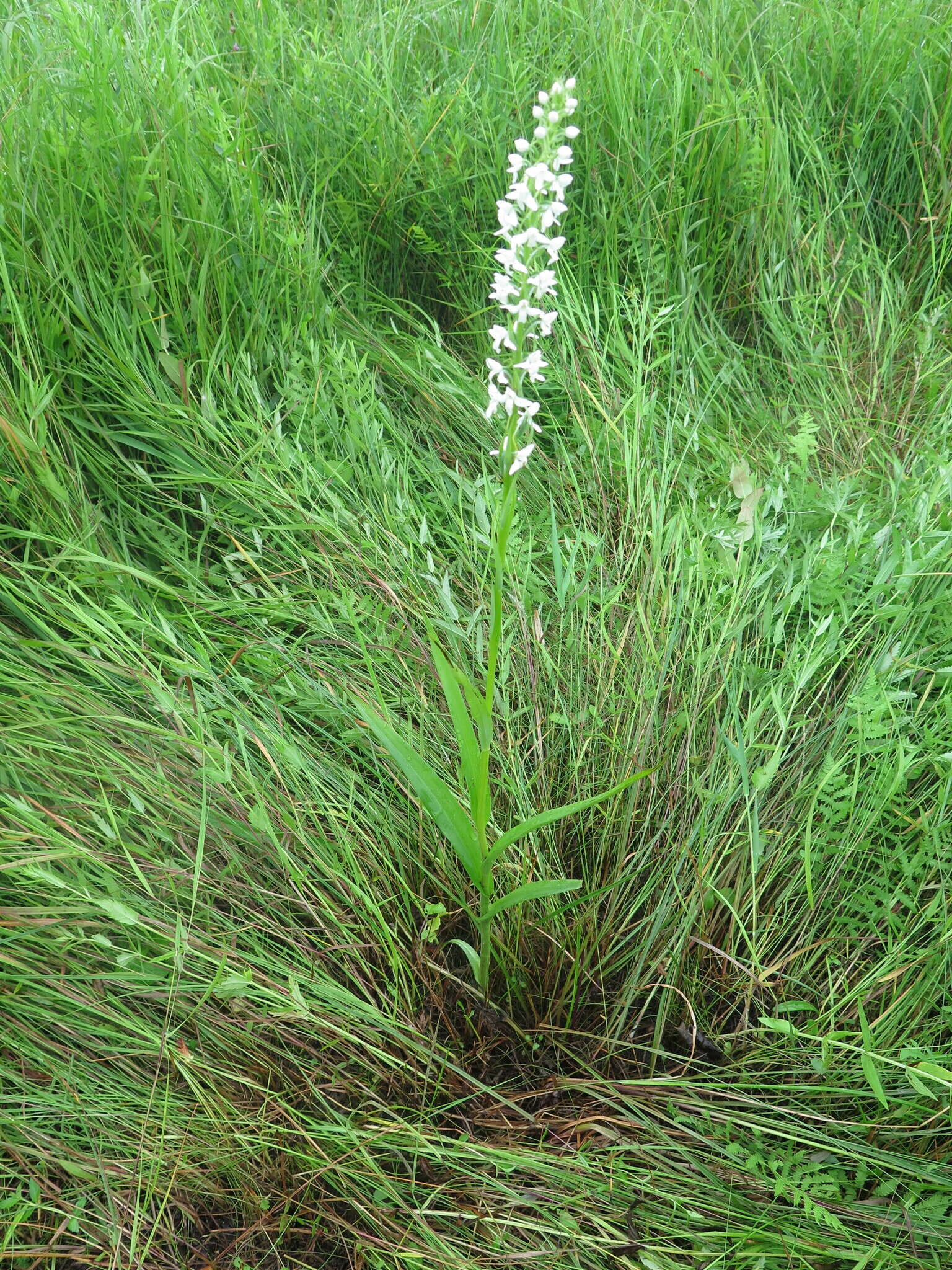 Слика од Platanthera hologlottis Maxim.