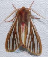 صورة Pseudohemihyalea ambigua (Strecker 1878)