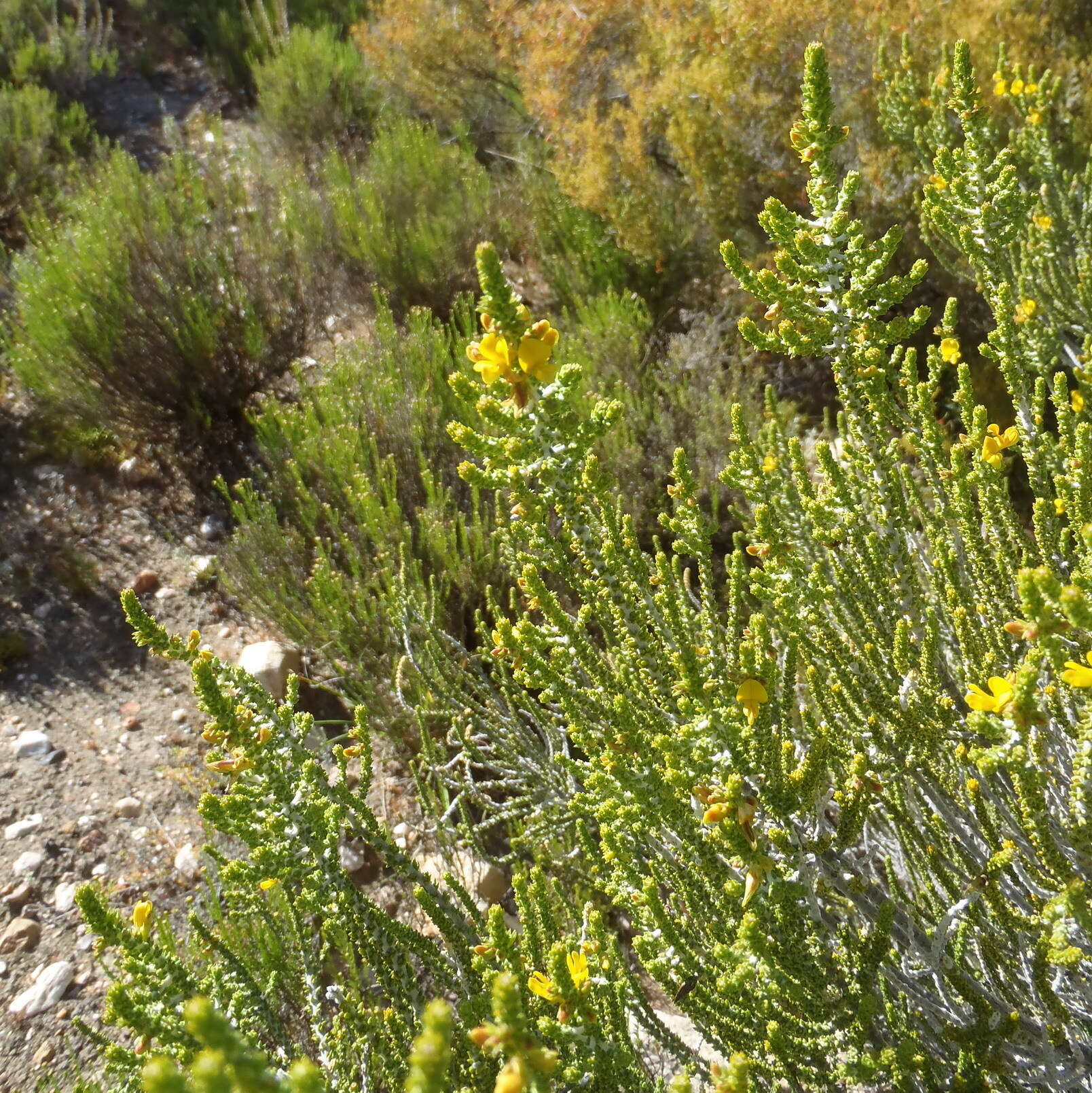 Image of Aspalathus pinguis subsp. pinguis