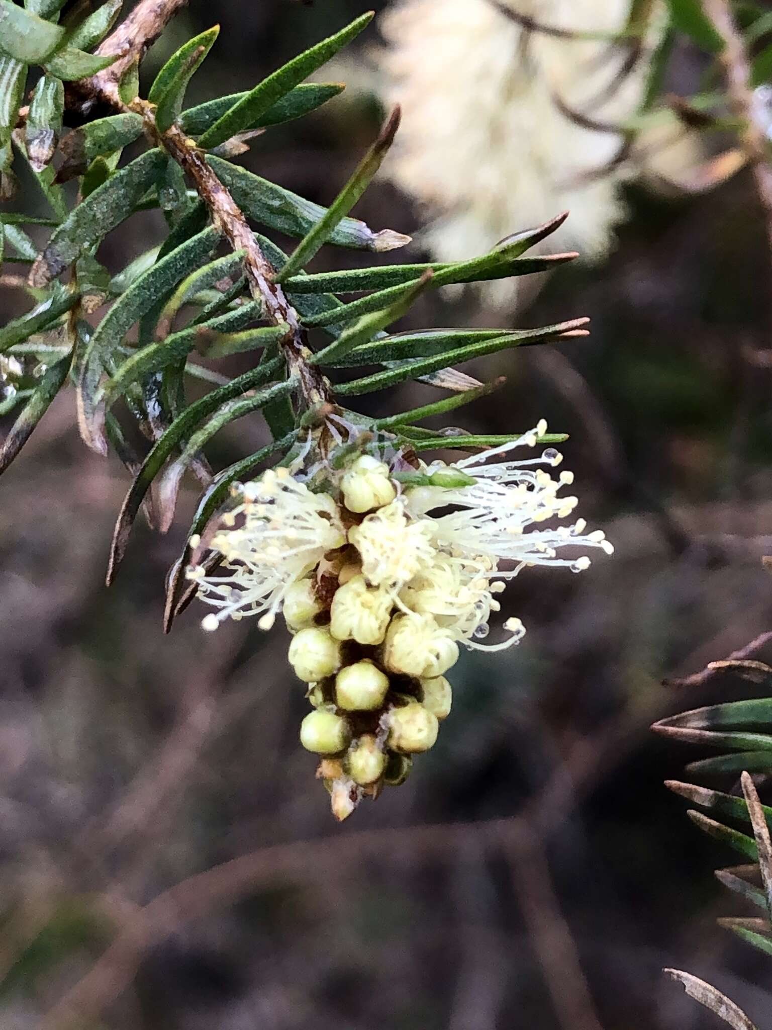 Melaleuca incana R. Br.的圖片