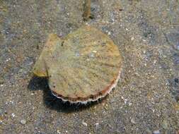 Image of St.James's scallop