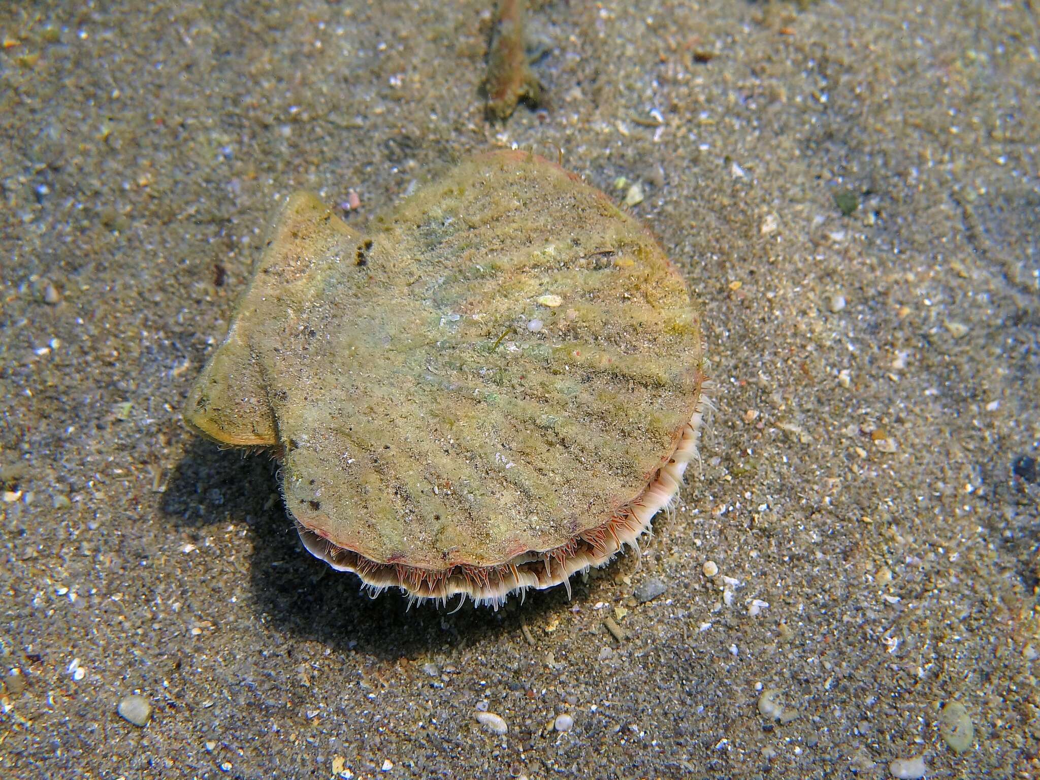 Image of St.James's scallop