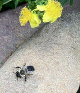 Image of Common Eastern Bumblebee