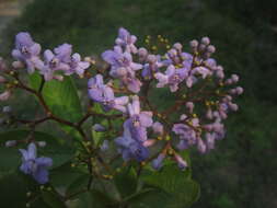 Image of Vitex orinocensis Kunth