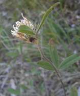 Image of Trifolium ochroleucon var. ochroleucon