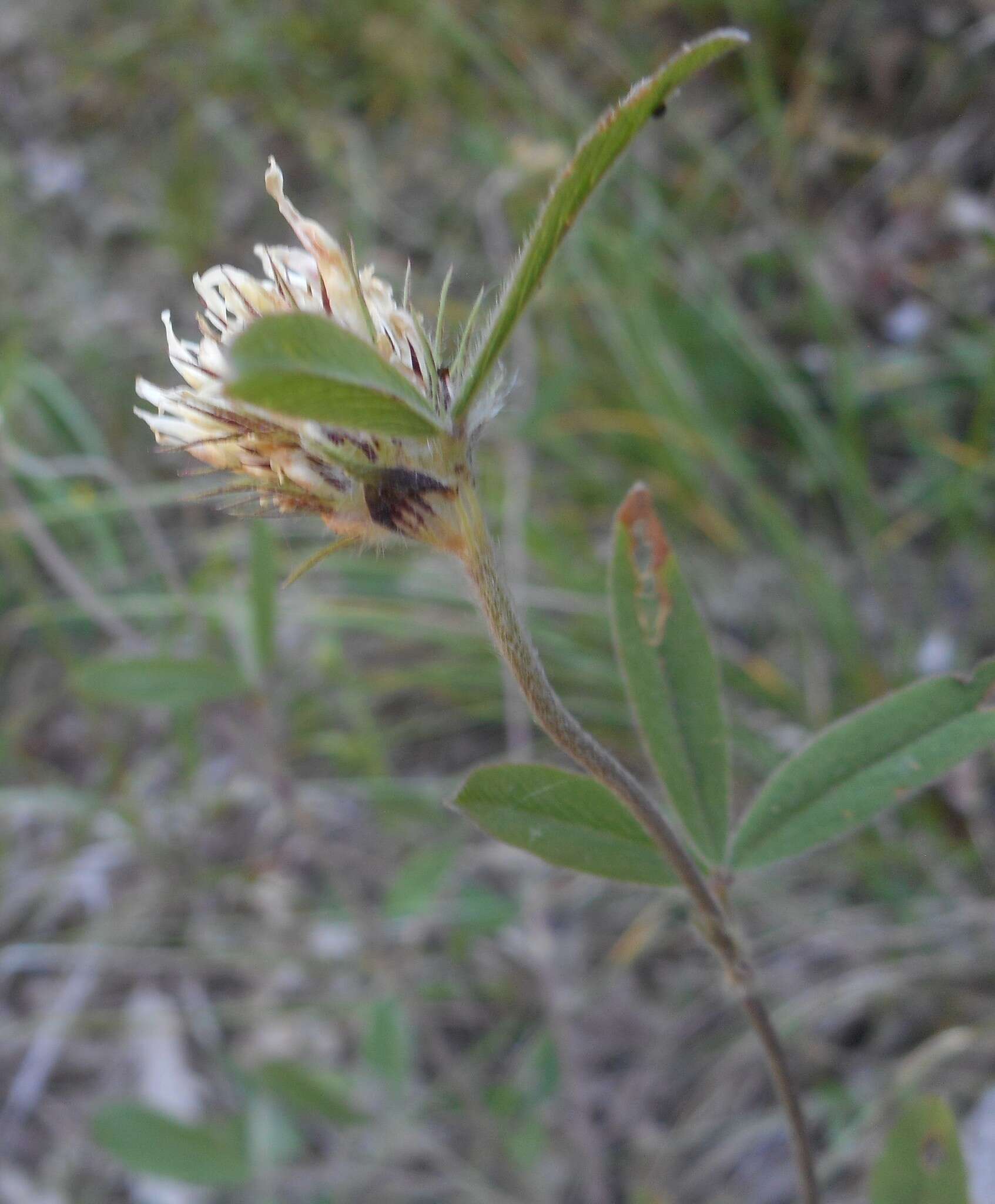 Image of Trifolium ochroleucon var. ochroleucon